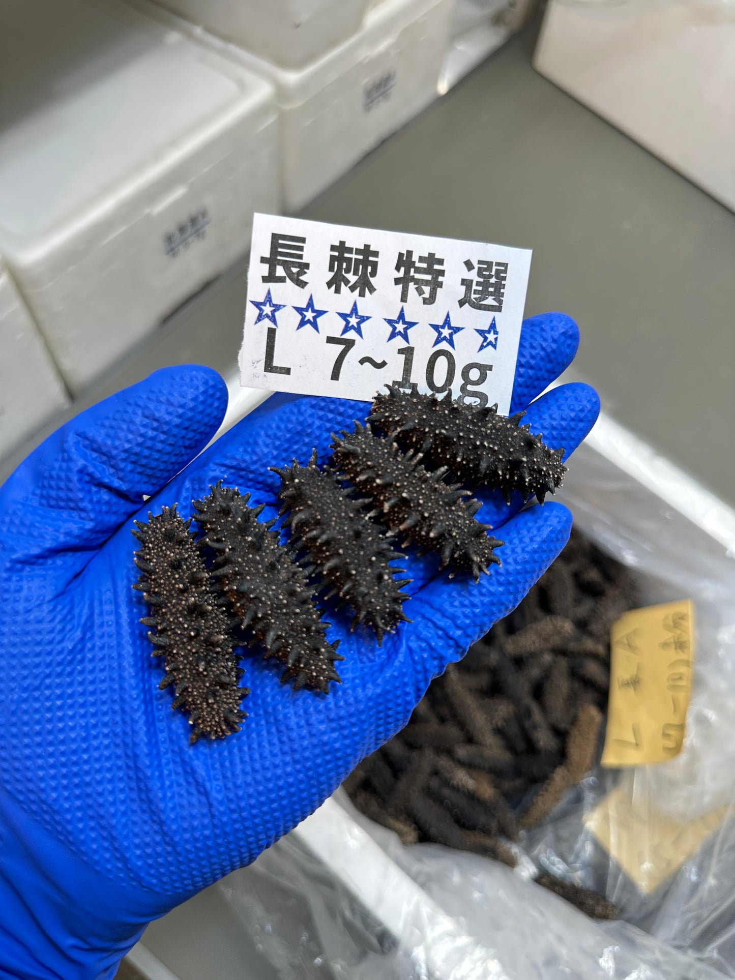 北海道産　淡乾ナマコ【特選長棘】