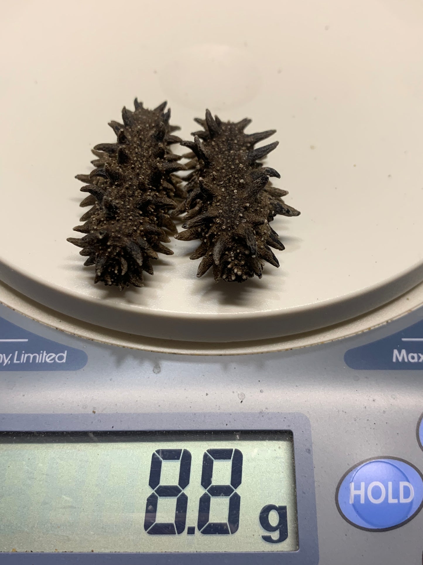 北海道産　淡乾ナマコ【特撰長棘】 (コピー) (コピー)